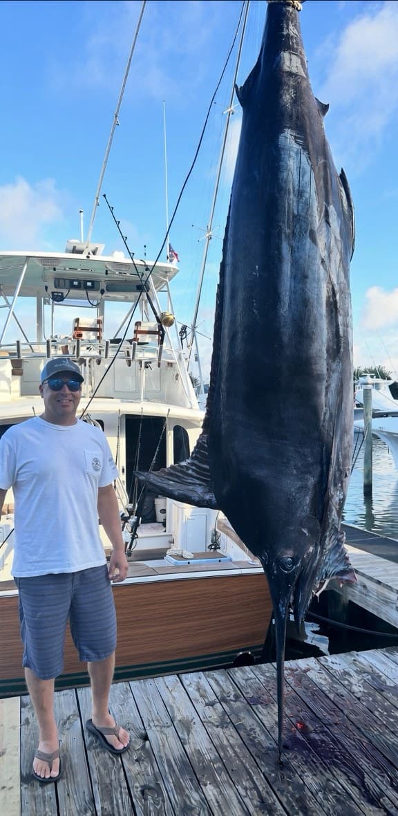 Blue marlin hanging at the dock scale